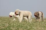 LAGOTTO 108
